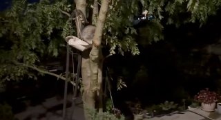 Енот-нахлебник: в Абрау-Дюрсо лесной гость пришел на ужин