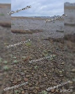 В Новороссийске на пляже на Косе кто-то пострелял чаек из пневматики.