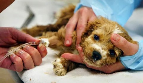🐕Собаки в Цемдолине массово болеют чумкой