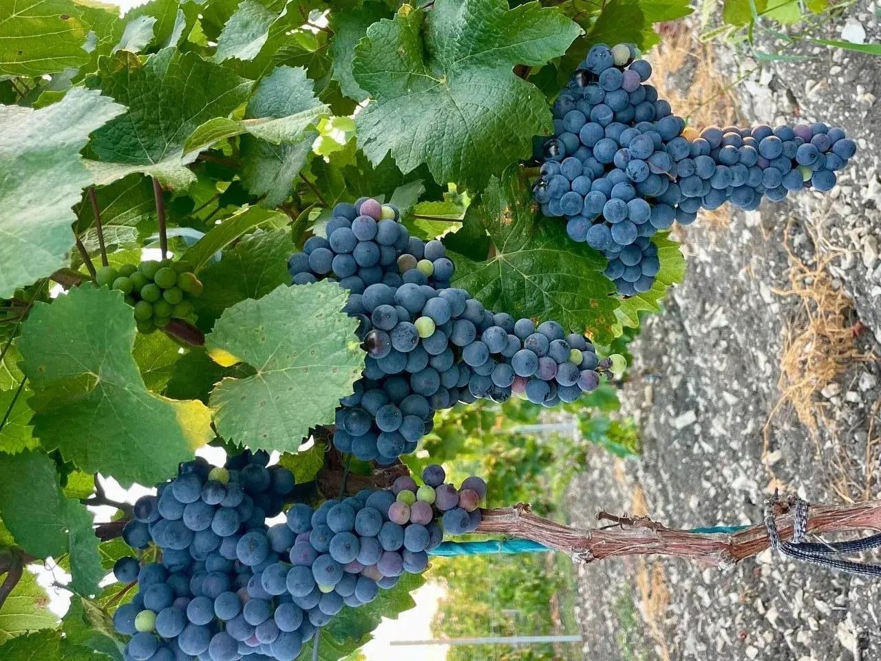 🍇 В Новороссийске собрали уже более 9 тысяч тонн винограда